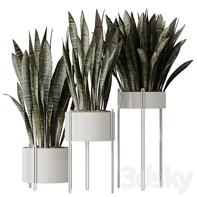 HQ HousePlants Snake Green Sansevieria Trifasciata Robusta