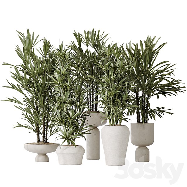 Dracaena Warneckii Lemon and Rhapis Excelsa vases