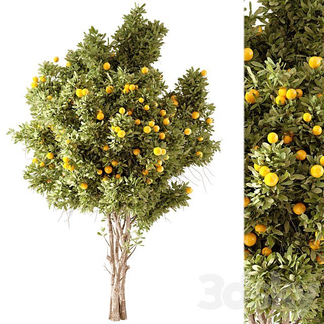 Orange Tree 01