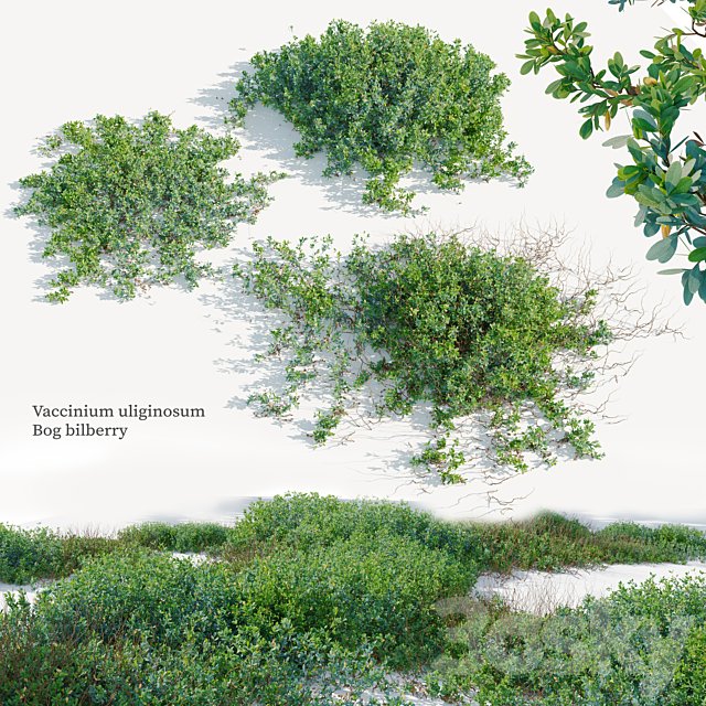 Vaccinium uliginosum