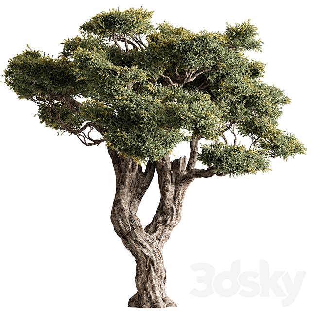 Ola Tree Set 294