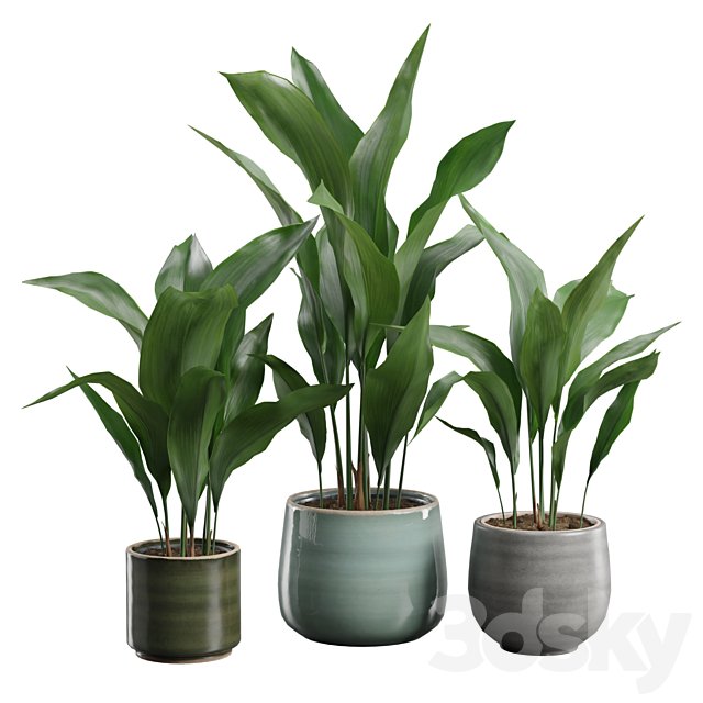 Aspidistra Elatior Pack