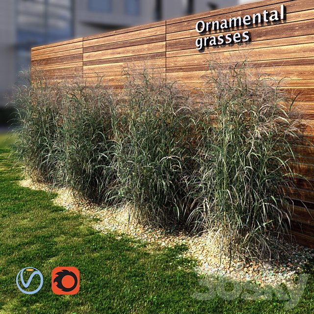 Ornamental grass red-green