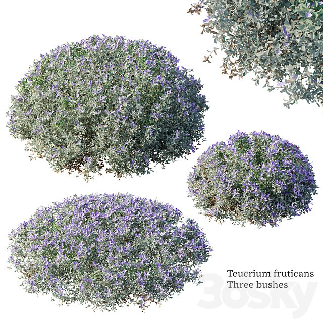 Teucrium fruticans