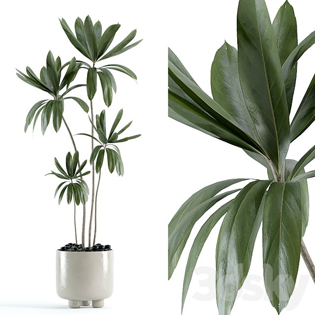 indoor plant 145