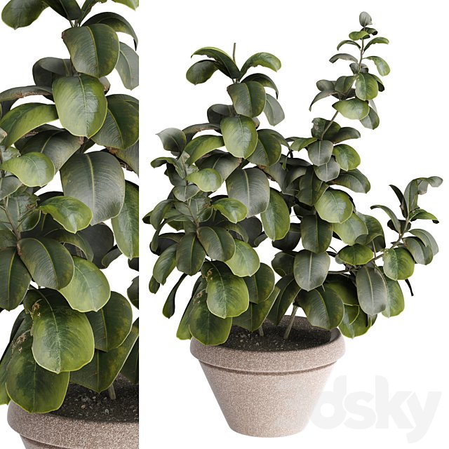 indoor Plant 491