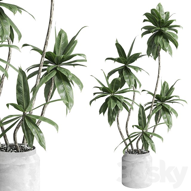 Indoor plant 460 concrete dirt vase plant fiucs tree pot