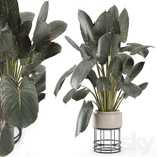 Indoor Plants in Handmade Stone Pots - Set 2048