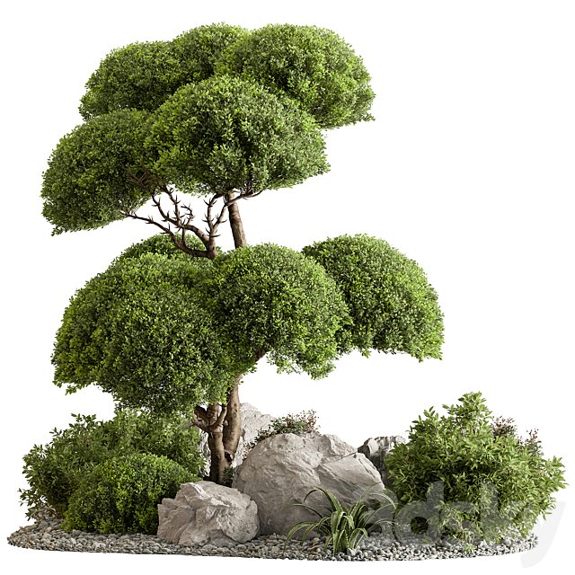 Garden Plants - Outdoor Plants 598