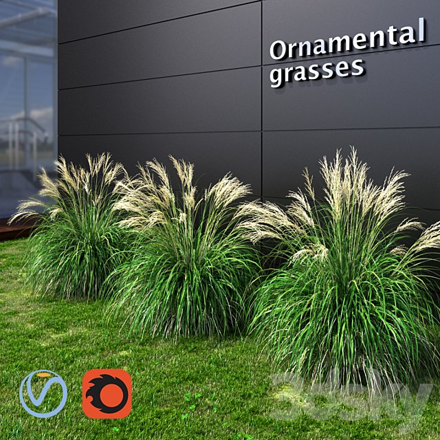 Ornamental grass Miscanthus small