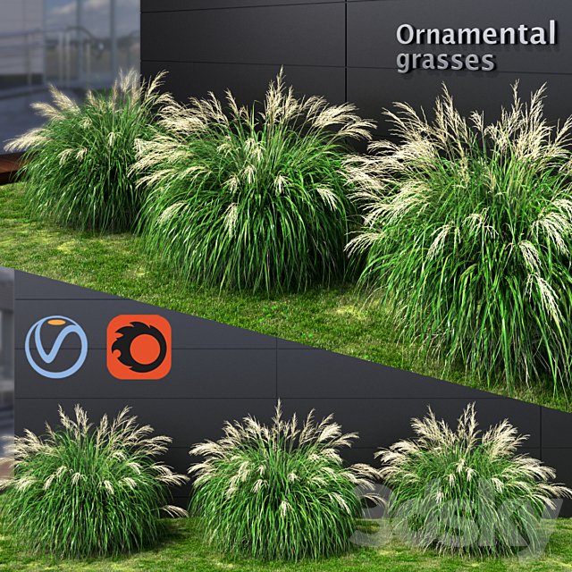 Ornamental grass Miscanthus medium