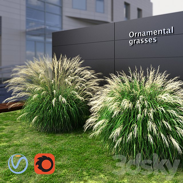 Ornamental grass Miscanthus large