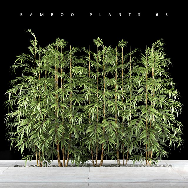 BAMBOO PLANTS 63