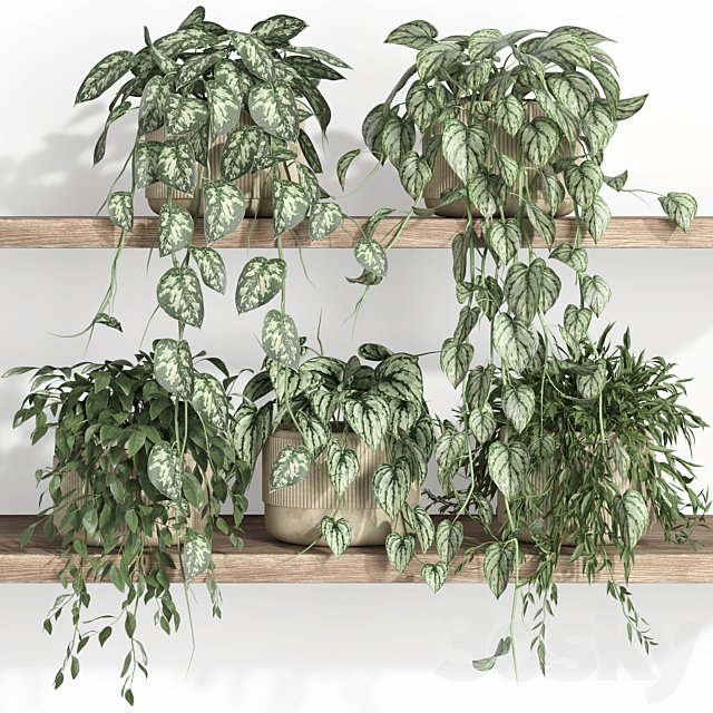 plants on shelf 22
