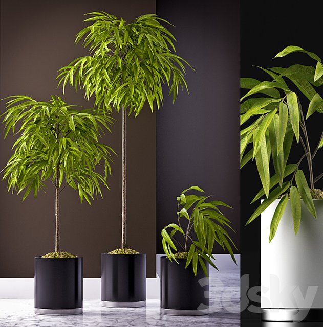 FICUS ALII PLANT 64