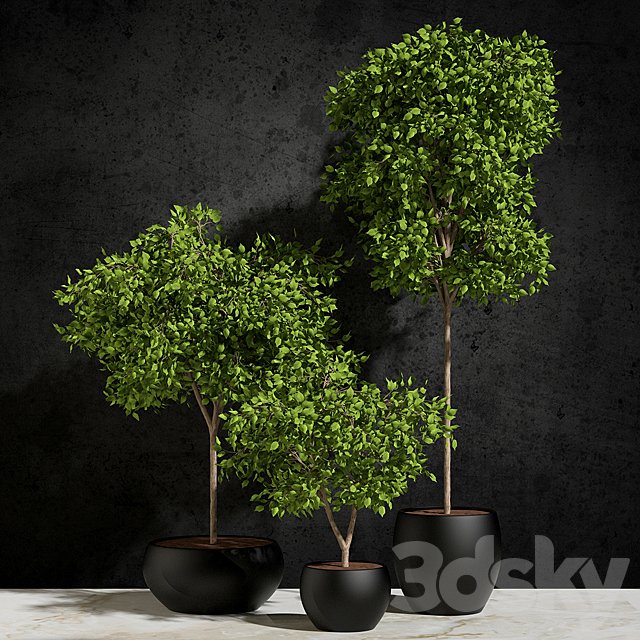 Plants Ficus Benjamin