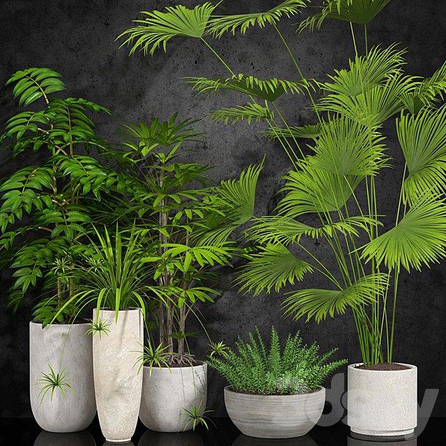 houseplant