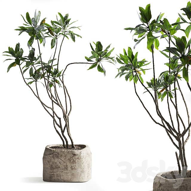 Tree in stone Planter