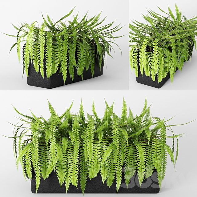 Fern.fern, flower, pot, bush, flowerpot, flower bed