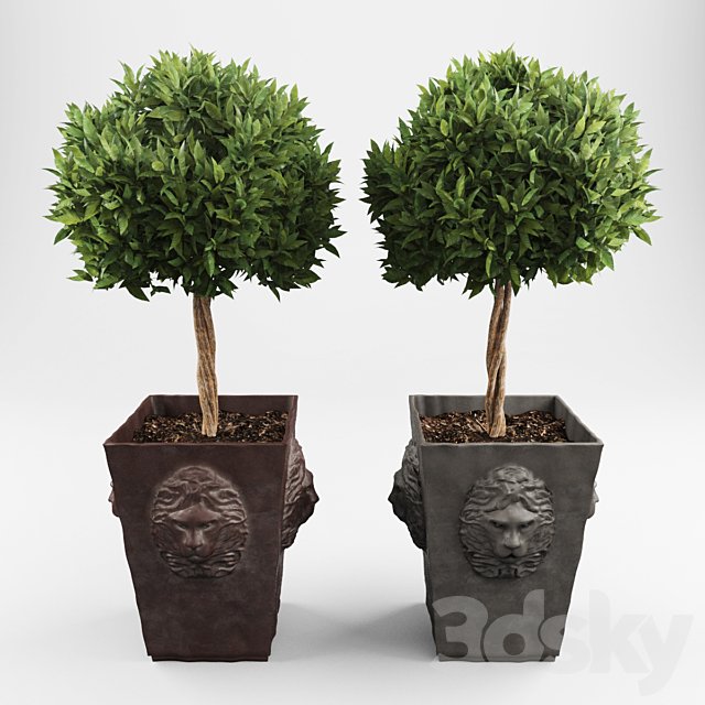 Ornamental trees 2