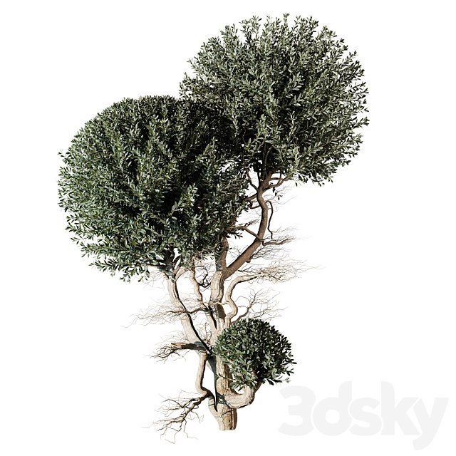 tree vol 17