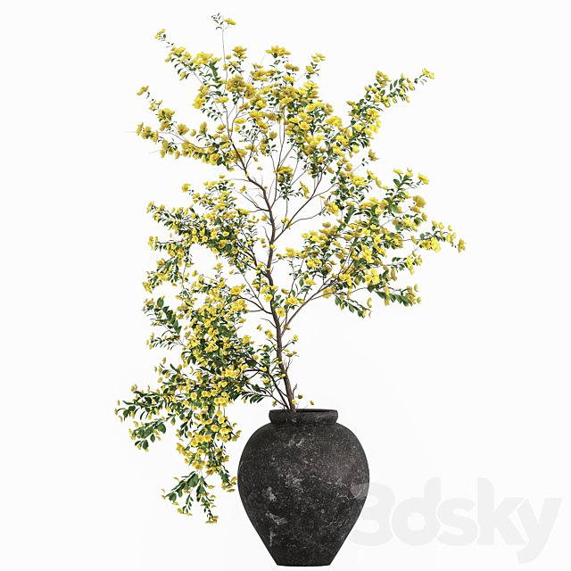 Plants with tiny flowers in pots