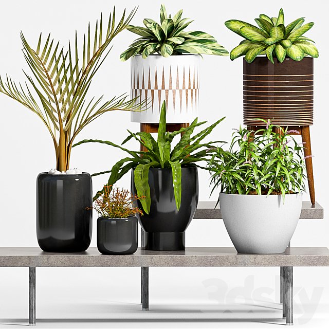 PLANT -50