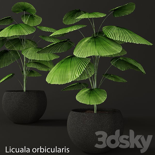 Licuala orbicularis, Likuala, decorative palm tree, pot, flowerpot, office