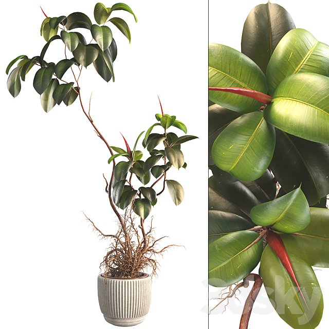 Bonsai Jungle Ficus Elastica Rubber Tree 339
