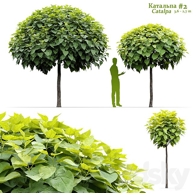 Catalpa #2