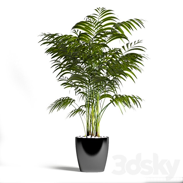 Palm