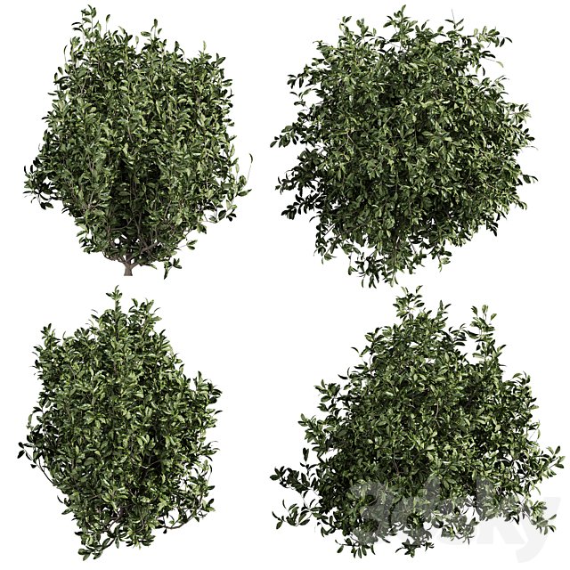 plant vol 923 - Outdoor - bush