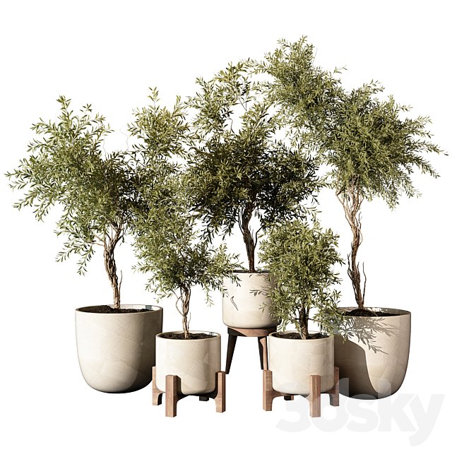 indoor Plant 520