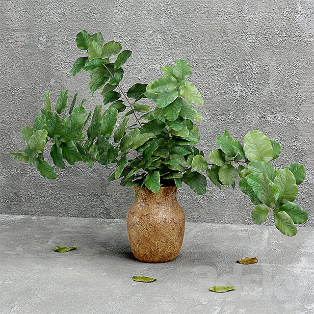 Plant