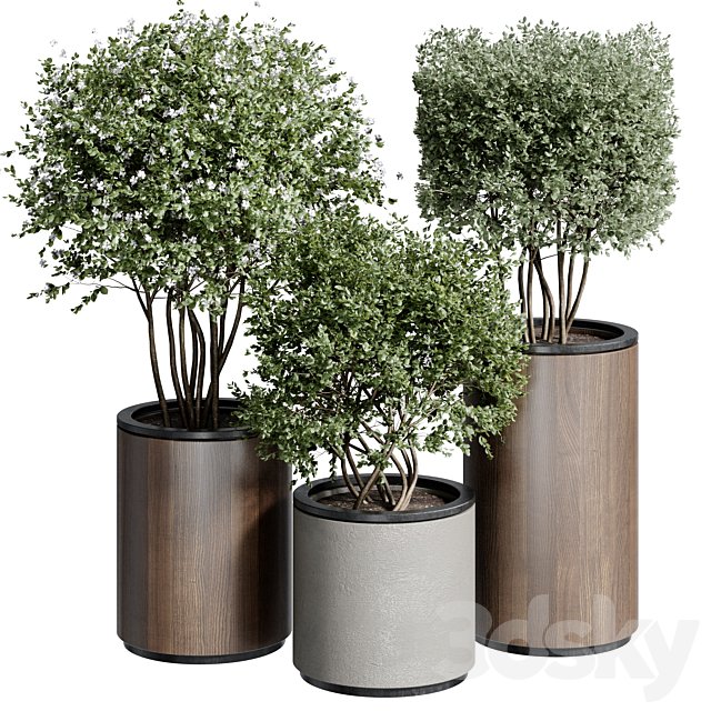 Outdoor Plant 25