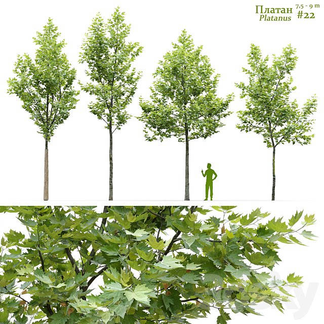 Sycamore / Platanus #22