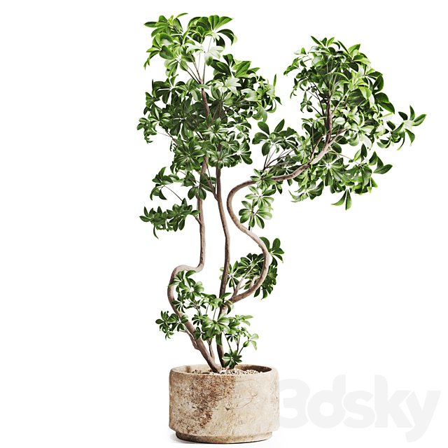 schefflera plant in Stone Pot