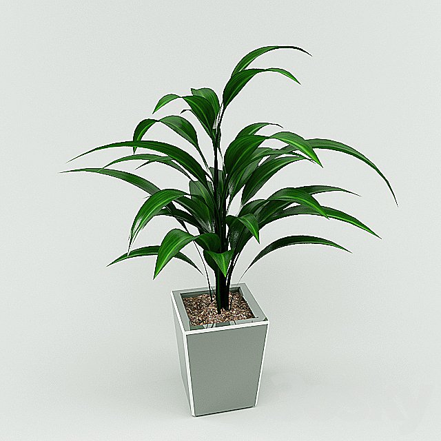 plant