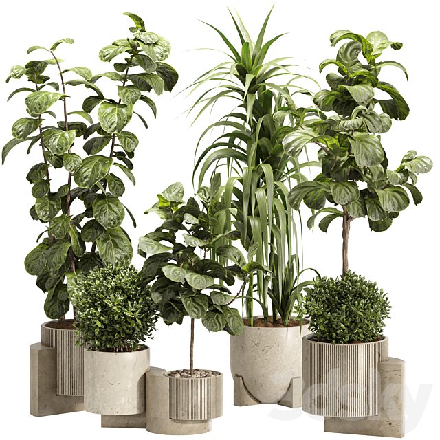 Indoor Ficus Lyrata Plants Set 60