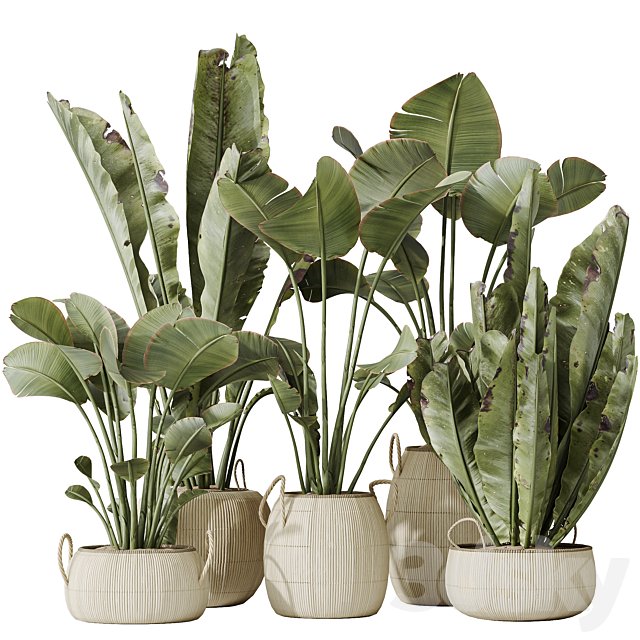 Indoor plants set 130 Ravenala Banana Strelitzia Nicolai Bird Of Paradise