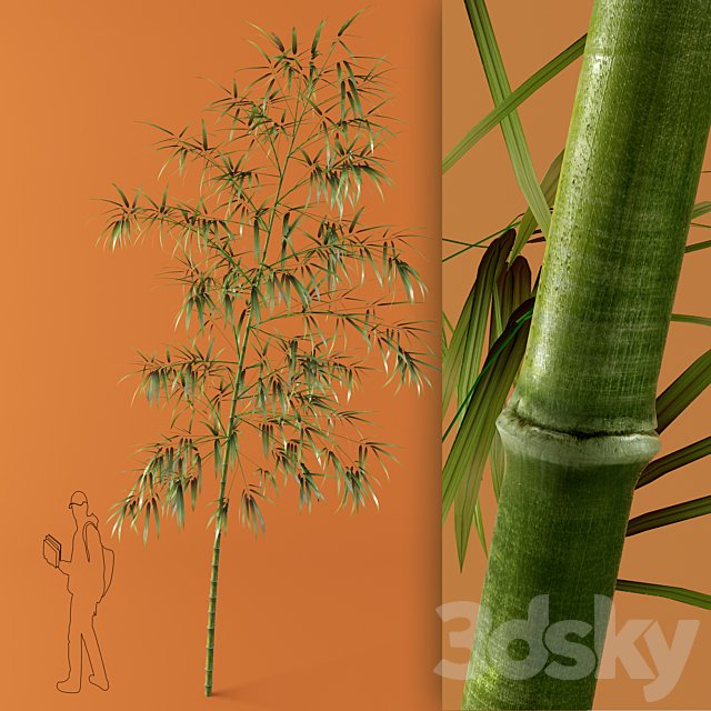 bamboo