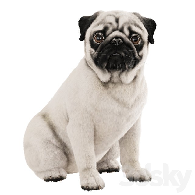 Realistic pug dog