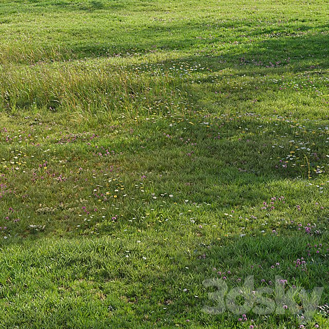 Realistic meadow grass