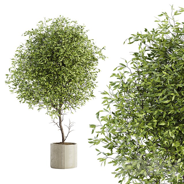 Indoor Plant Set 050