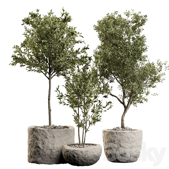 Houseplants 01