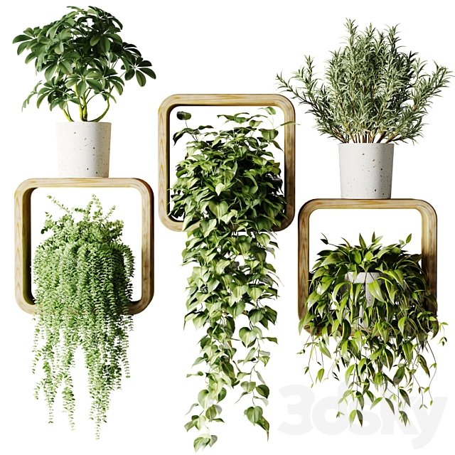 Houseplants in square pots