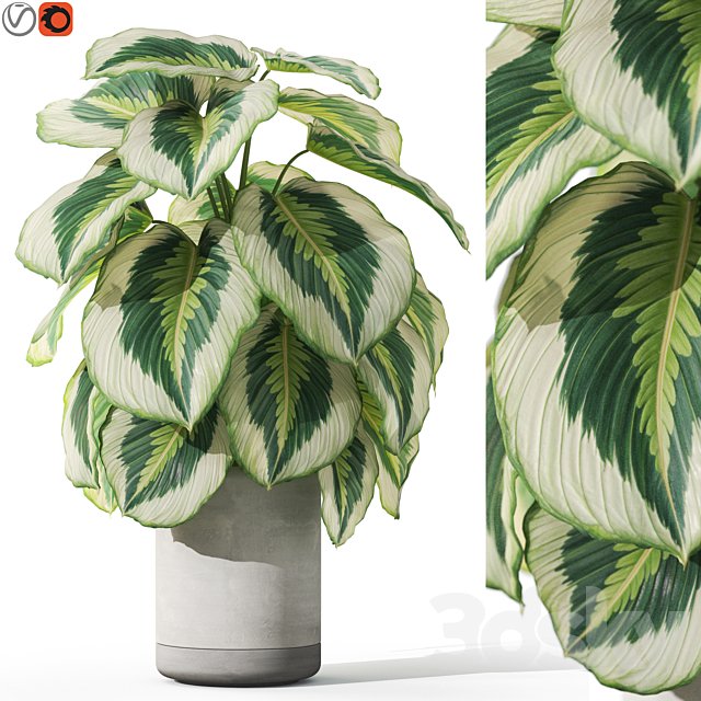 Plants collection 1084