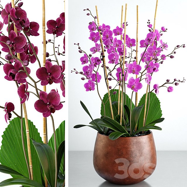 Orchid 7