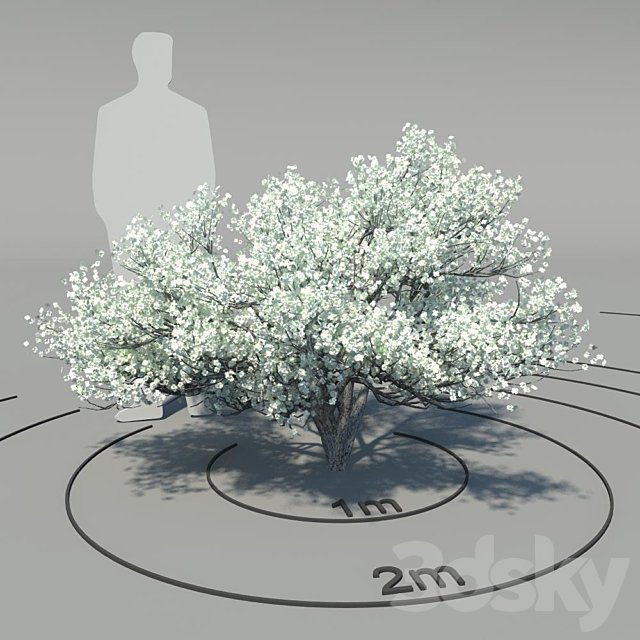 Flowering dogwood (Cornus florida)