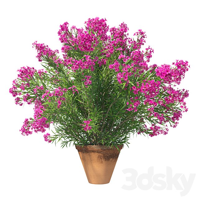 Potted Oleander